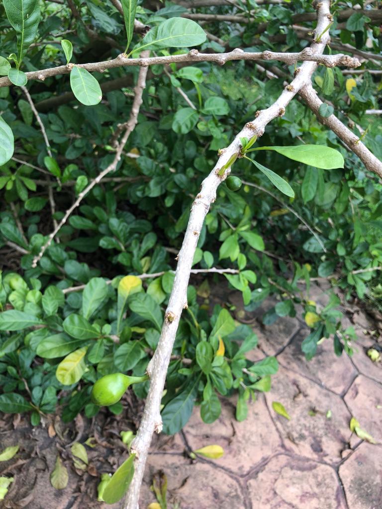 adenomyosis, blood, alzheimer, cancer, herbs